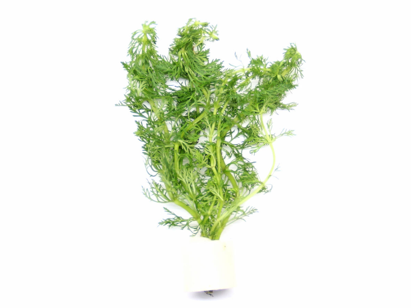 Blütenstielloser Sumpffreund - Limnophila sessiliflora TR